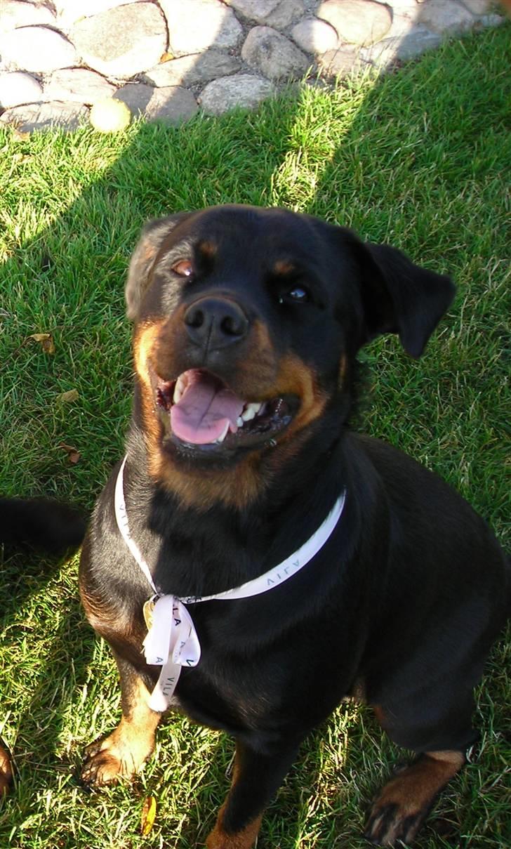 Rottweiler Nugga Chitta Hartmann - Hallo jeg er her nede :D billede 9