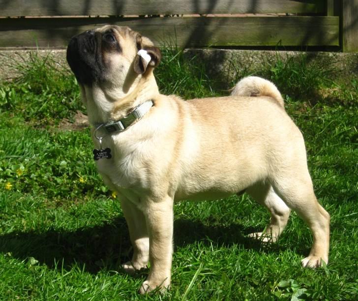 Mops Del Sur Andalusi Pikachu - Pikachu billede 8