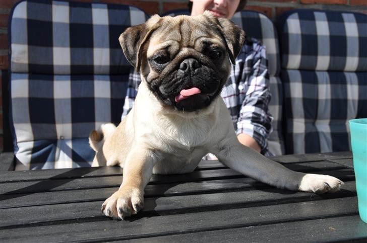 Mops Del Sur Andalusi Pikachu billede 9