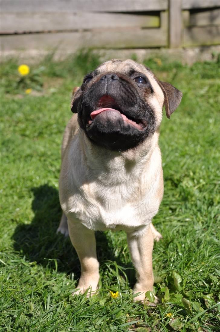 Mops Del Sur Andalusi Pikachu billede 10