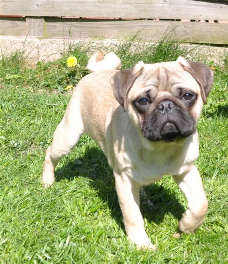 Mops Del Sur Andalusi Pikachu billede 11