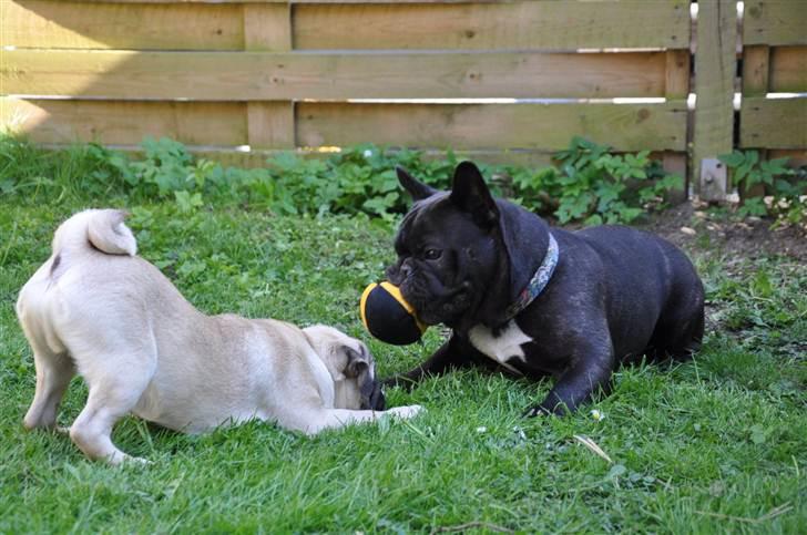 Mops Del Sur Andalusi Pikachu - Pikachu i leg med sjove albert billede 12