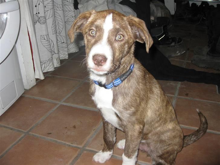 Blanding af racer Saxo - Saxo hund. billede 2