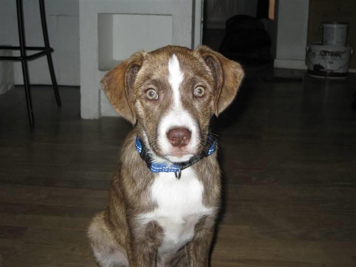 Blanding af racer Saxo - Saxo der er nysgerrig.  billede 4