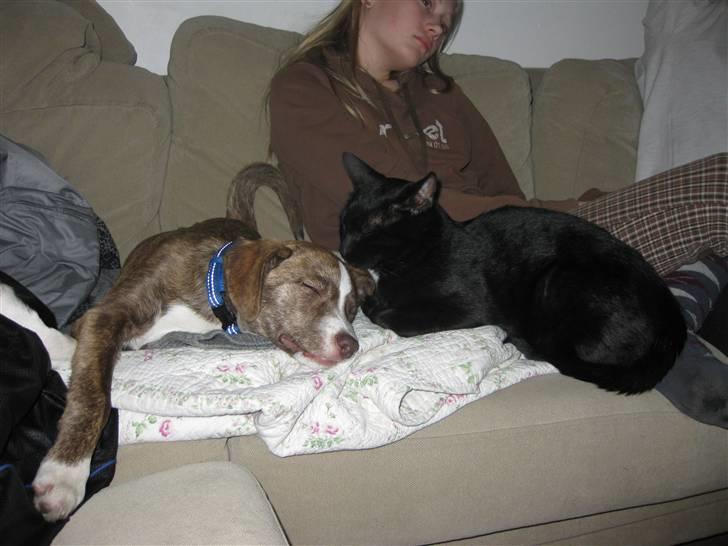 Blanding af racer Saxo - Saxo og Samson der sover sammen ved siden af mig i sofaen. billede 5