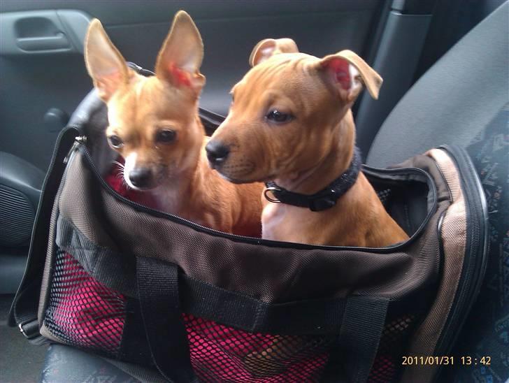 Chihuahua Tikka billede 10