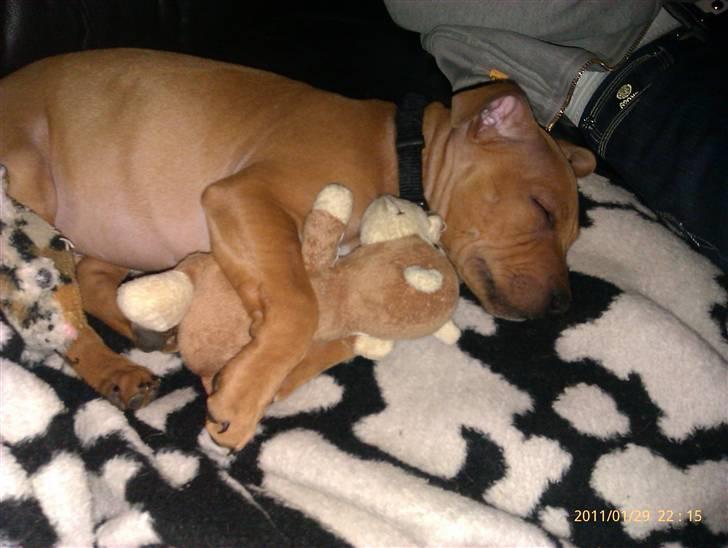 Staffordshire bull terrier Milo billede 5