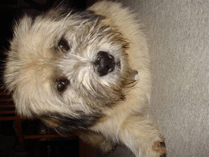 Blanding af racer Cody billede 6