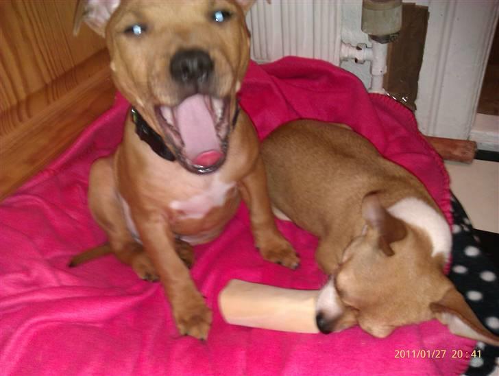 Staffordshire bull terrier Milo billede 6