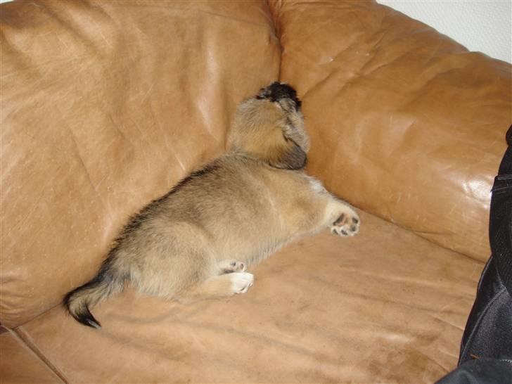 Blanding af racer Cody billede 7