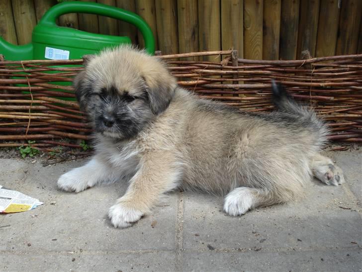 Blanding af racer Cody billede 8