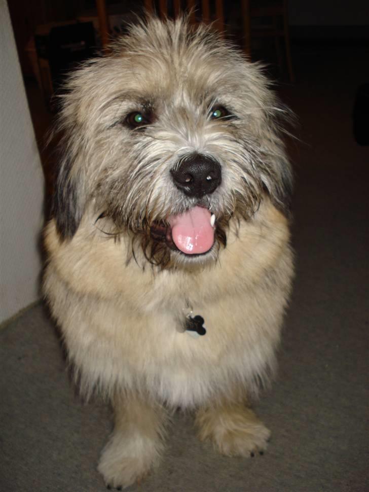 Blanding af racer Cody billede 9