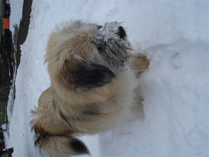 Blanding af racer Cody billede 10