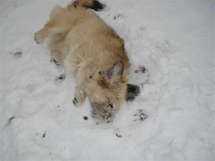 Blanding af racer Cody billede 11