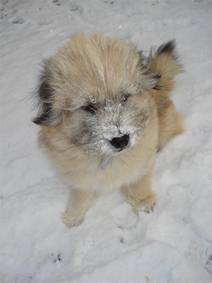 Blanding af racer Cody billede 12