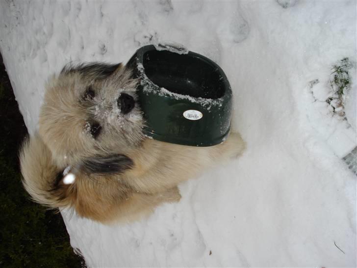 Blanding af racer Cody billede 13