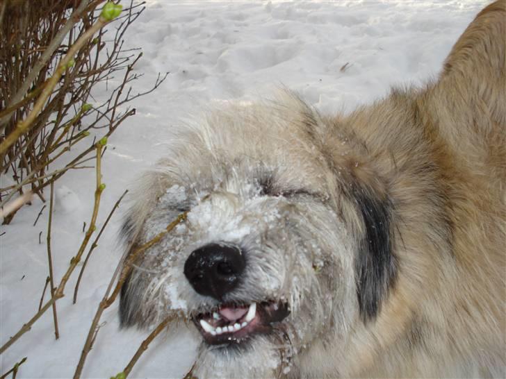 Blanding af racer Cody billede 14