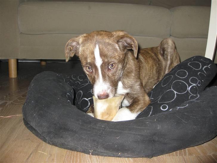 Blanding af racer Saxo billede 7