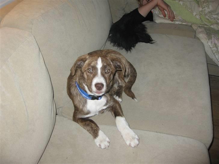 Blanding af racer Saxo billede 8