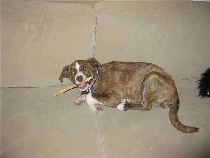 Blanding af racer Saxo billede 9