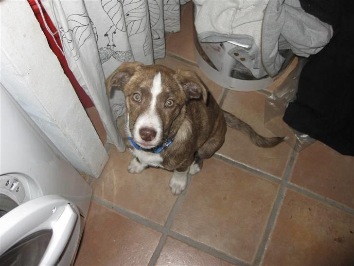 Blanding af racer Saxo billede 10