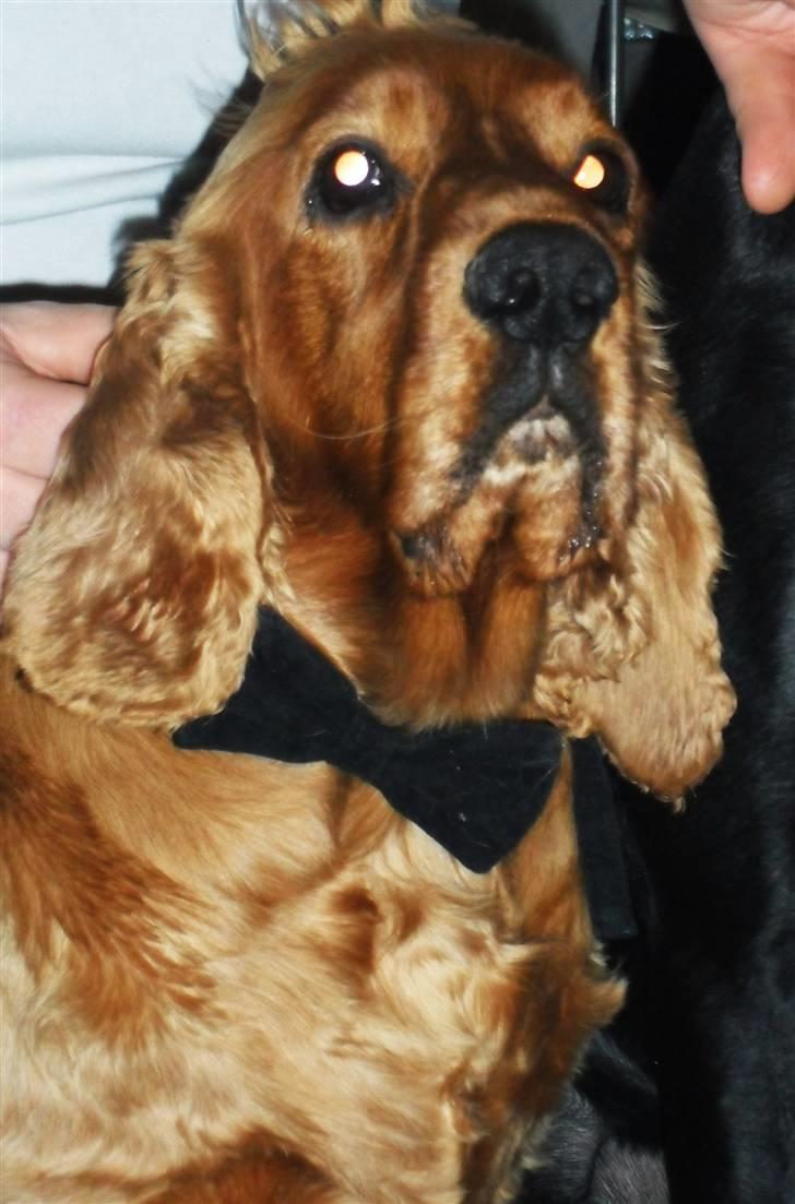 Cocker spaniel BAMSE :) HIMMELHUND ! :'( - JULEAFTEN 2010 - MED BUTTERFLY :-)  billede 9