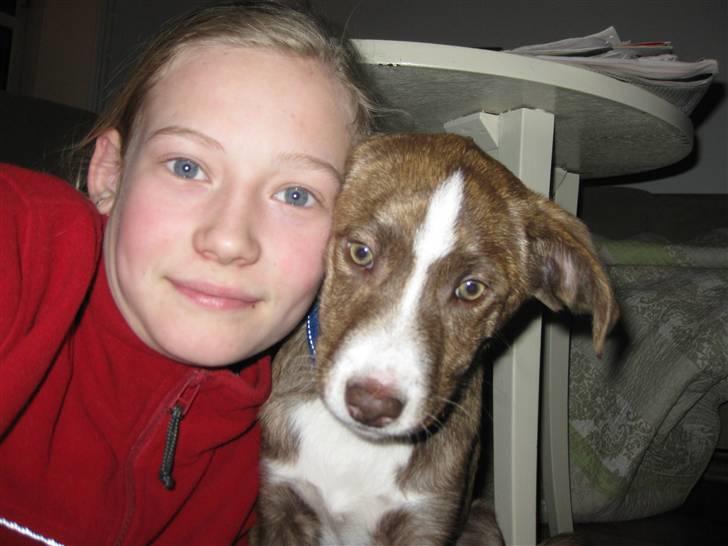 Blanding af racer Saxo billede 11