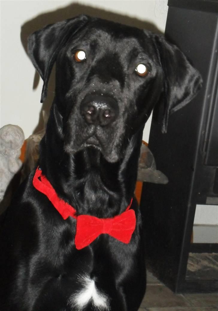 Blanding af racer LOKE VALDEMAR ;) HIMMELHUND ! :'( - JULEAFTEN 2010 - MED BUTTERFLY <3   billede 9