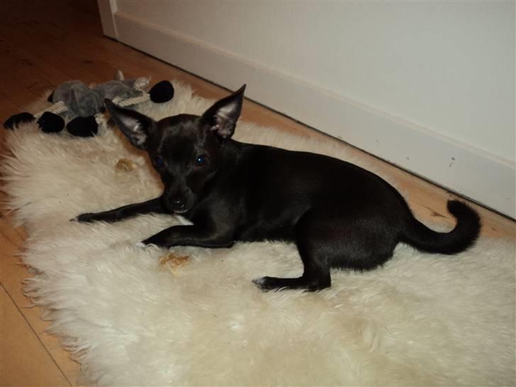 Blanding af racer Milus - lækker ik billede 2