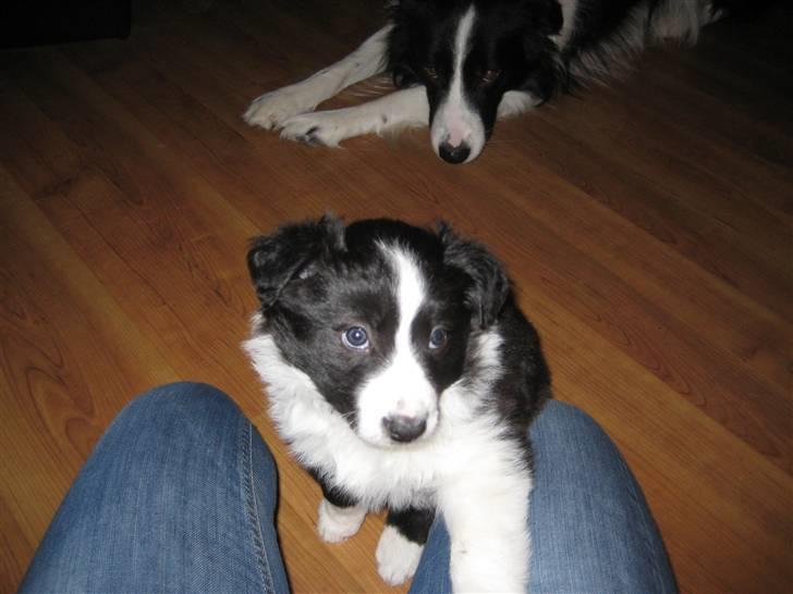 Border collie Laika billede 2