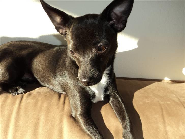 Blanding af racer Milus - nyder solen billede 4