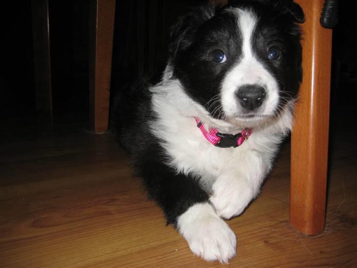 Border collie Laika billede 3