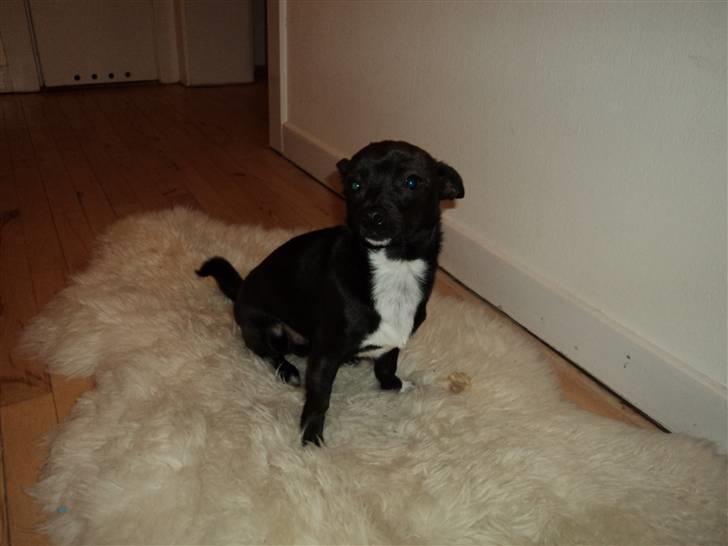 Blanding af racer Milus - hihi hun tager billeder billede 5