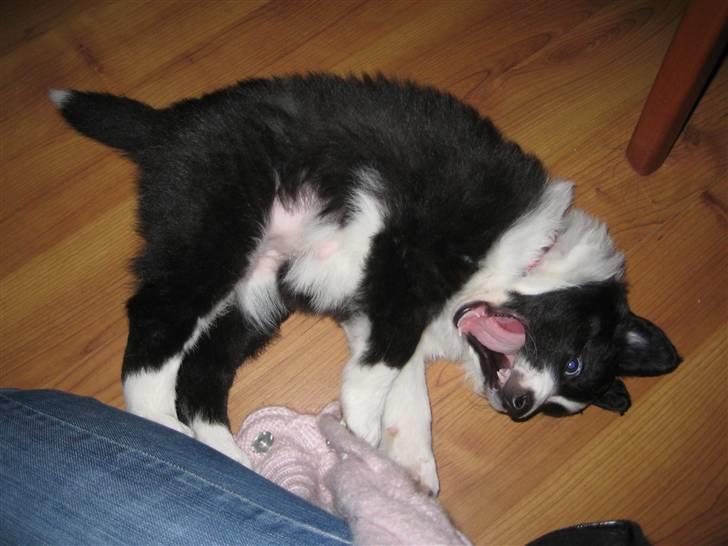 Border collie Laika billede 4