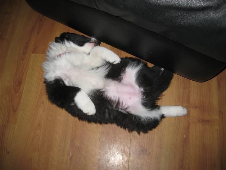 Border collie Laika billede 5