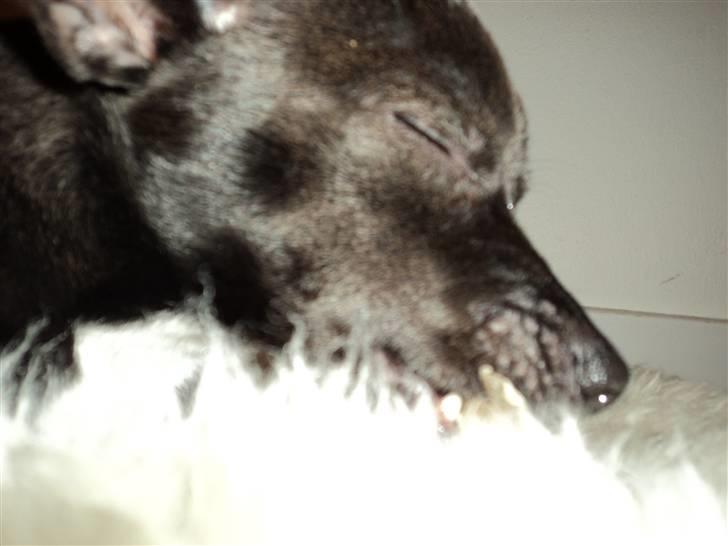 Blanding af racer Milus - jeg tar mig lige en lur billede 6