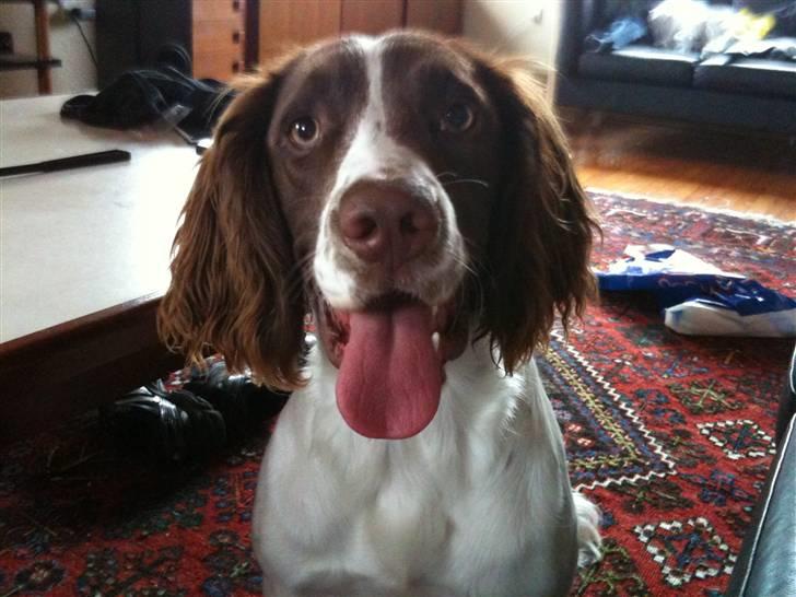 Engelsk springer spaniel Bonnie billede 1