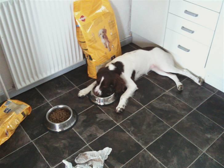 Engelsk springer spaniel Bonnie billede 2