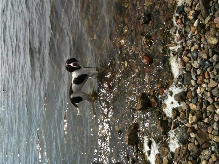 Engelsk springer spaniel Bonnie - vandglade hund billede 3