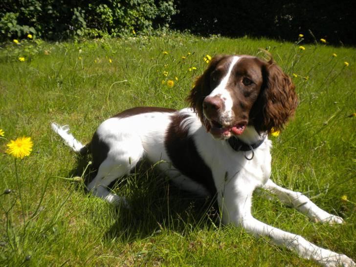 Engelsk springer spaniel Bonnie billede 4