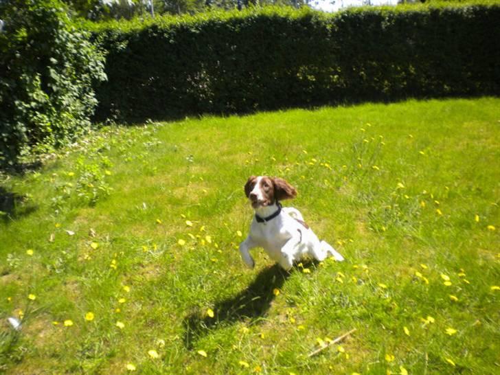 Engelsk springer spaniel Bonnie billede 5