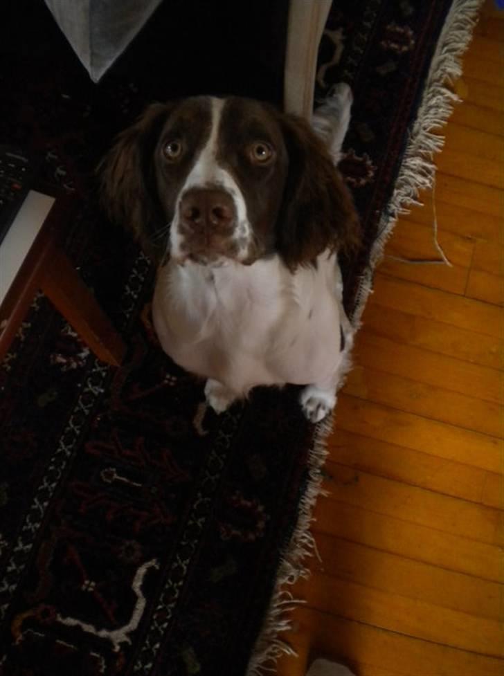 Engelsk springer spaniel Bonnie billede 6