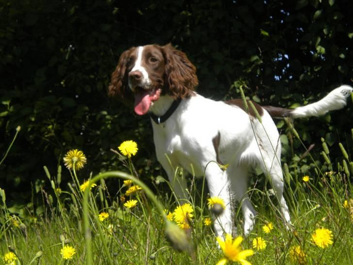 Engelsk springer spaniel Bonnie billede 7
