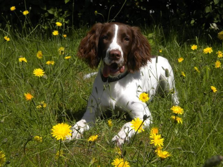 Engelsk springer spaniel Bonnie billede 8