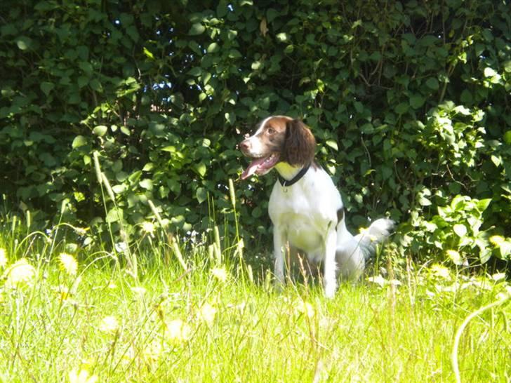 Engelsk springer spaniel Bonnie billede 9