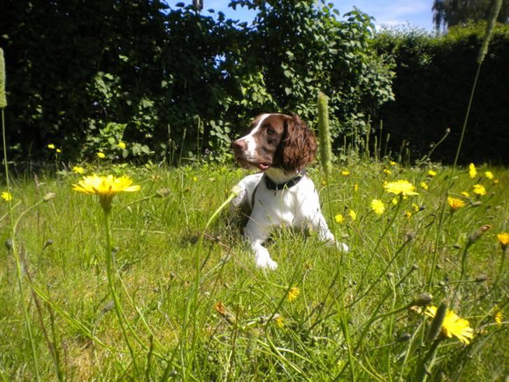 Engelsk springer spaniel Bonnie billede 10