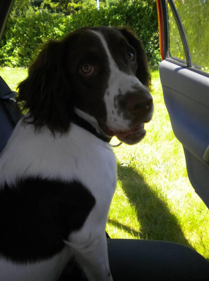 Engelsk springer spaniel Bonnie billede 11