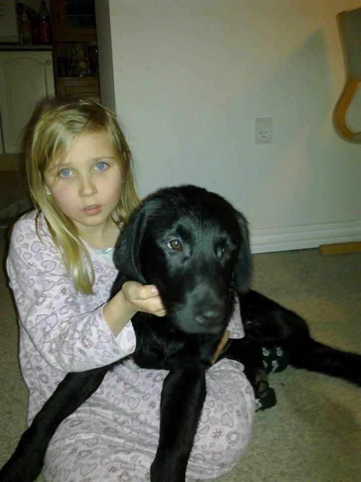 Labrador retriever Laban R.I.B billede 1