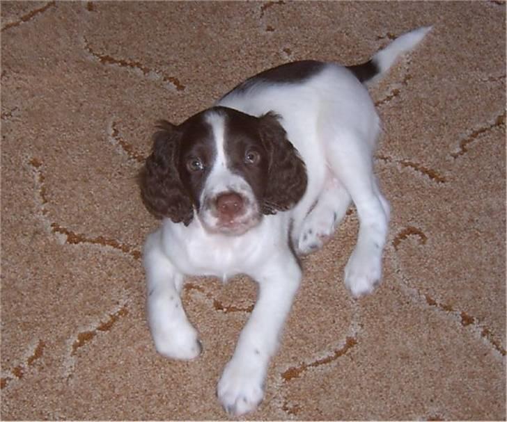 Engelsk springer spaniel Bonnie - Bonnie som hvalp billede 12