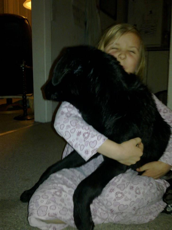 Labrador retriever Laban R.I.B billede 2